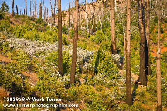 Deer Brush, Poison Oak, Manzanita on hillside ~10 years after fire