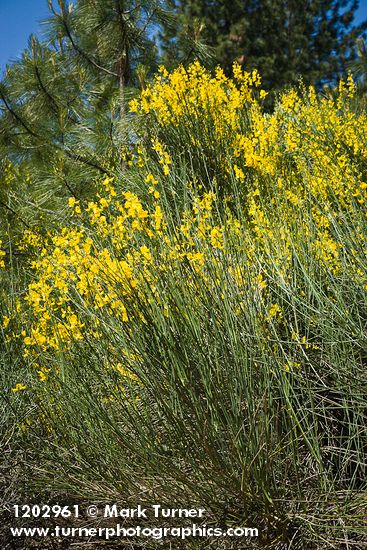 Spanish Broom