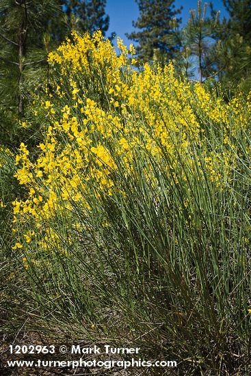 Spanish Broom