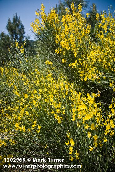 Spanish Broom