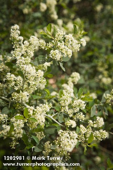 Mountain Whitethorn blossoms & foliage
