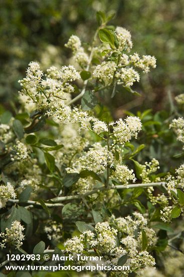 Mountain Whitethorn blossoms & foliage