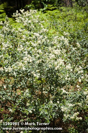 Mountain Whitethorn