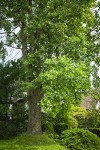 Tulip Poplar