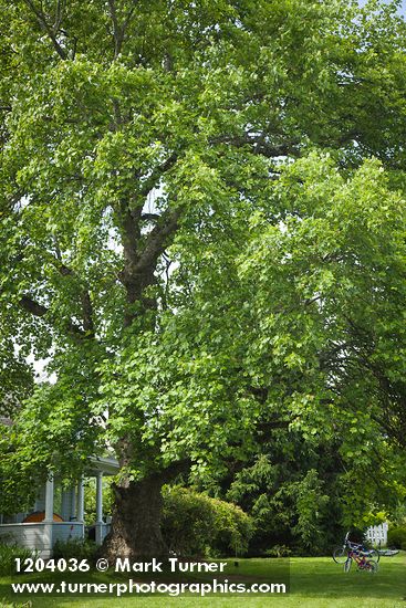 Tulip Poplar in front yard