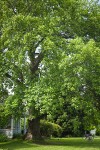Tulip Poplar in front yard