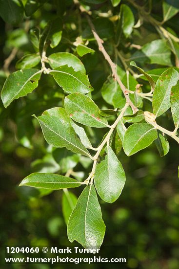 Scouler's Willow foliage