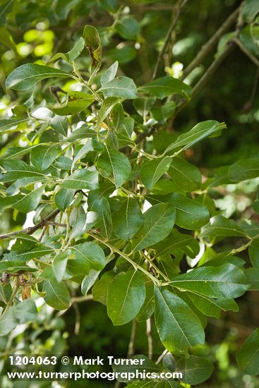 Scouler's Willow foliage