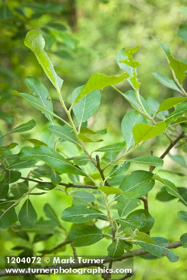 Scouler's Willow foliage