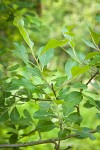 Scouler's Willow foliage