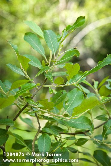 Scouler's Willow foliage