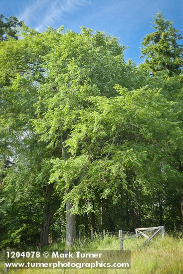 American Elm