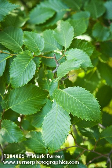 American Elm foliage