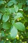 American Elm foliage