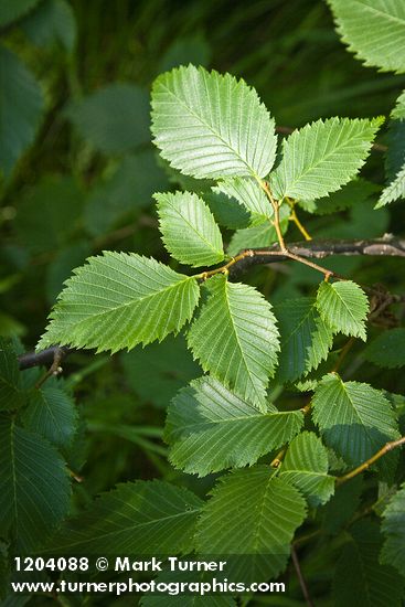 American Elm foliage