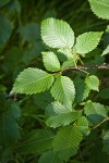 American Elm foliage