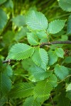 American Elm foliage