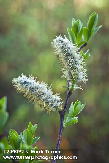 Diamondleaf Willow male catkins detail