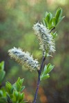 Diamondleaf Willow male catkins detail