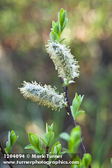 Diamondleaf Willow male catkins detail