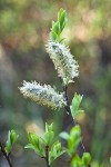 Diamondleaf Willow male catkins detail