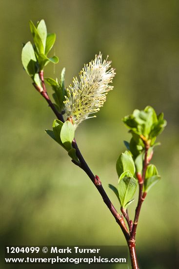 Diamondleaf Willow male catkin detail