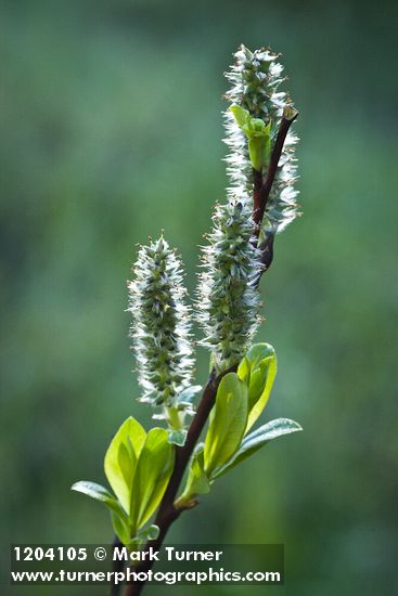 Diamondleaf Willow female catkins detail