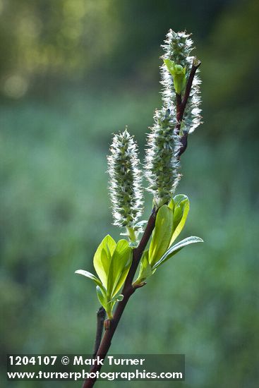 Diamondleaf Willow female catkins detail
