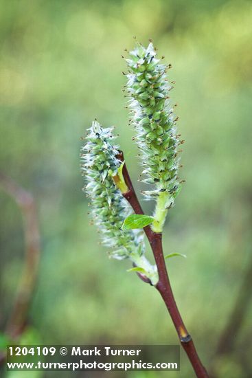 Diamondleaf Willow female catkins detail