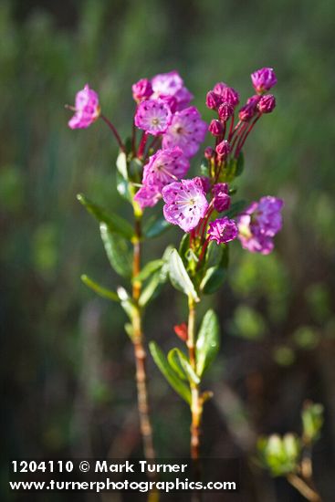Western Bog Laurel blossoms