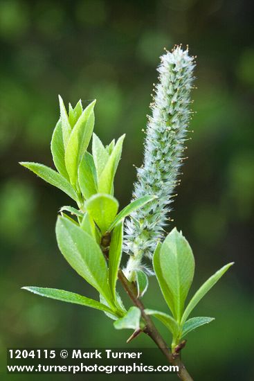 Diamondleaf Willow female catkin detail