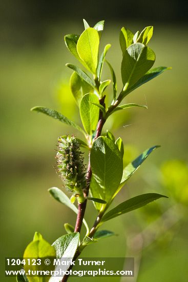 Bog Willow female catkin detail