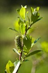 Bog Willow female catkin detail