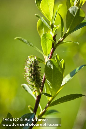 Bog Willow female catkin detail
