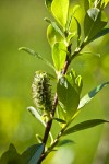 Bog Willow female catkin detail