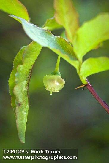 Black Huckleberry blossom among foliage