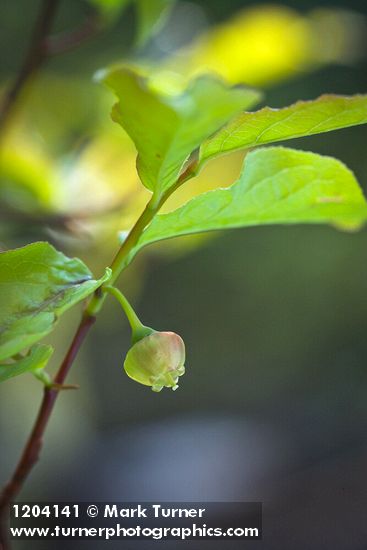 Black Huckleberry blossom among foliage
