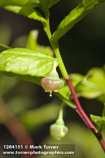 Black Huckleberry blossoms among foliage