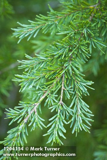 Mountain Hemlock foliage