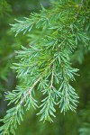 Mountain Hemlock foliage