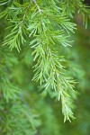 Mountain Hemlock foliage
