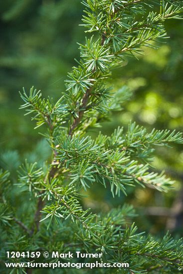 Mountain Hemlock foliage