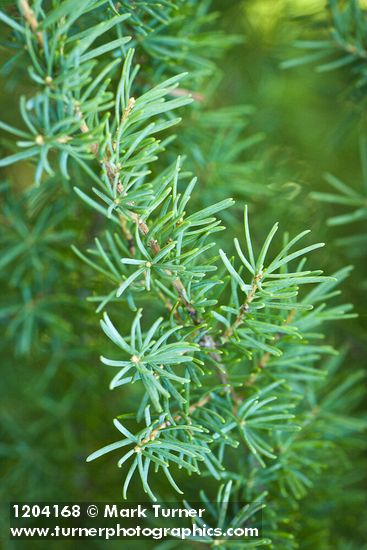 Mountain Hemlock foliage
