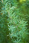 Mountain Hemlock foliage