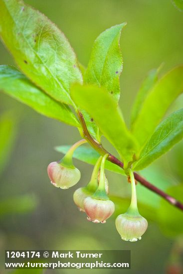Black Huckleberry blossoms among foliage