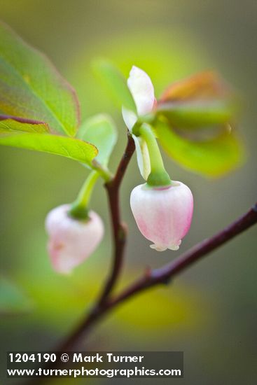Oval-leaf Huckleberry blossoms among foliage