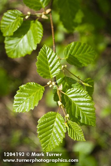 Sitka Alder foliage