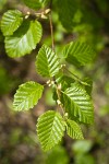 Sitka Alder foliage