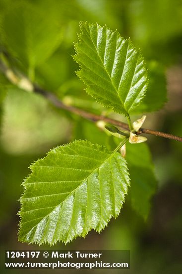 Sitka Alder foliage