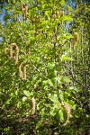 Sitka Alder male catkins among foliage
